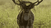 Eat When Nature Calls GIF by ABC Network