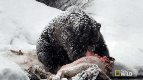 bear nom GIF by Nat Geo Wild 
