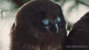 Blinking Episode 2 GIF by PBS