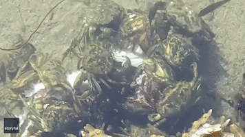 Consortium of Crabs Feasts Upon Fish Off Irish Coast