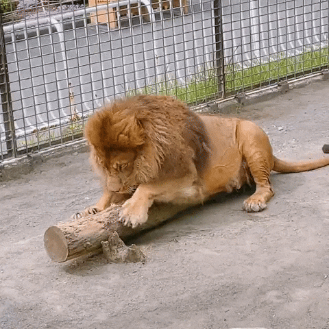 cuteanimalland giphyupload GIF