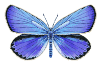 Illustration Butterfly Sticker