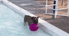 summer fun GIF by Nebraska Humane Society
