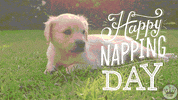 Cat Sleeping GIF by Hallmark eCards