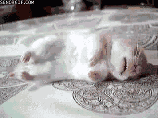 mouse sleeping GIF