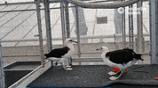 laysan albatross bird GIF by Monterey Bay Aquarium