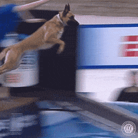 Happy Belgian Malinois GIF by American Kennel Club