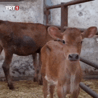 Look Hello GIF by TRT