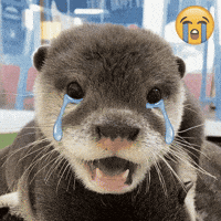 Otter Love GIF