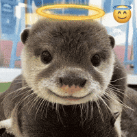 Angel Otter GIF