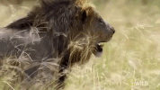 nat geo wild lion GIF by Savage Kingdom