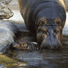Happy Whats Up GIF by San Diego Zoo Wildlife Alliance