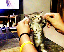 kitty dancing GIF by Cheezburger
