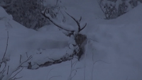 Deer Spotted 'Chilling Out' in Italian Snow