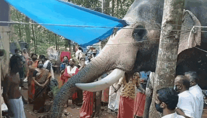 cuteanimalland giphyupload GIF