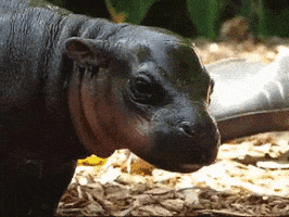 hippo hippopotamus GIF