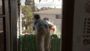 clayne crawford fox GIF by Lethal Weapon