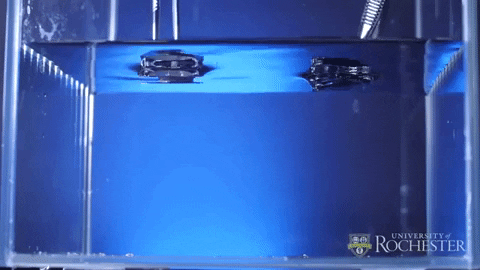 tulsimo giphygifmaker GIF