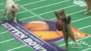 kittens kitten bowl GIF by Hallmark Channel