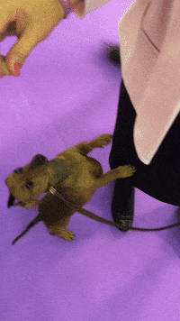 dog show dogs GIF by Westminster Kennel Club