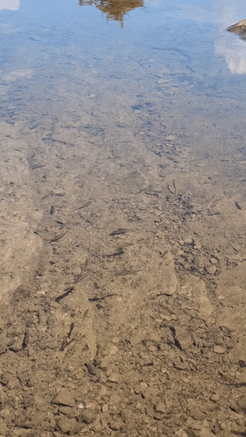 Simongip giphyupload GIF