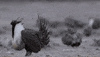 GIF by Earthjustice