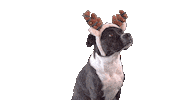 Advent Hund Sticker by Strauss Financial