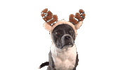 Dog Christmas Sticker by Strauss Financial