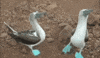 boobies GIF