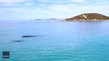 Whales Swim Under Paddleboarders Off Western Australia Coast
