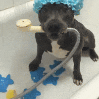 dog girl GIF