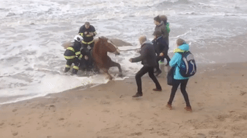 Horse Stuck in Sand Is Rescued as Tide Rises