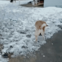 Clever Dog Figures Out How to Go Sledding