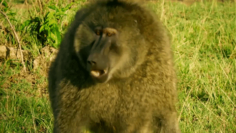 Danger Crocodile GIF by Discovery