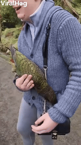 In New Zealand, Alpine Parrots Pets You