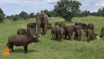Elephant Mingles With Herd of Buffalo in Zimbabwe