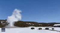 'Tears of Joy' for Yellowstone Visitor as Bison Pass Old Faithful at Perfect Time