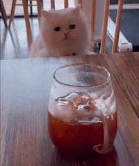 Cat Coffee GIF
