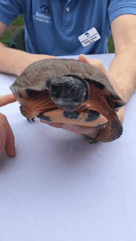 Turtle Wildlife GIF by Lehigh University