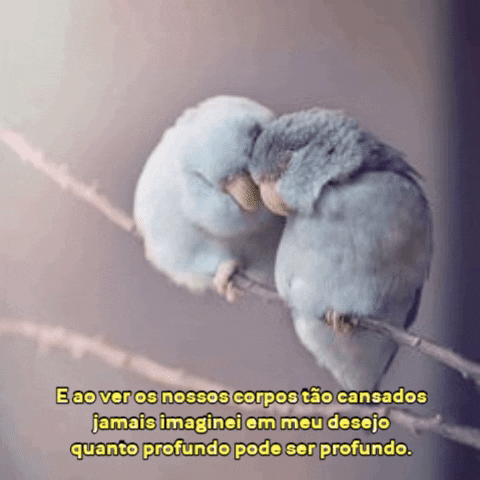 patylavir giphygifmaker amor birds poem GIF
