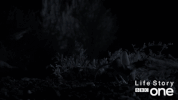 bbc one wildlife GIF by BBC