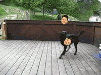 can't get enough dog GIF by Rocket Beans TV