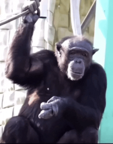 jjamitis monkey chimp GIF