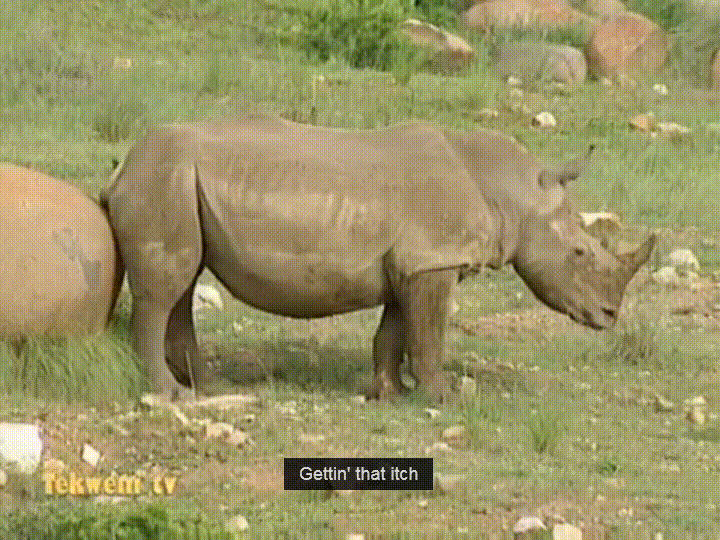 rhino gets GIF