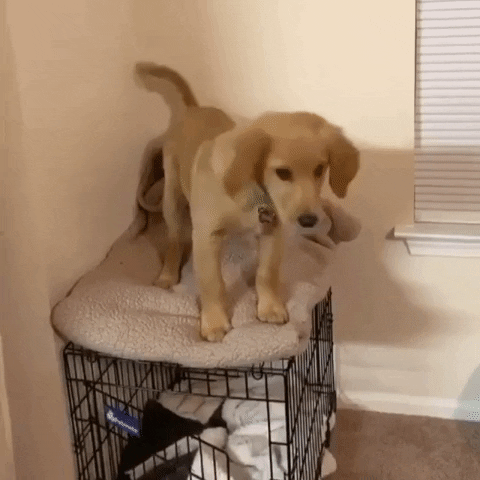 Golden Retriever Falling GIF