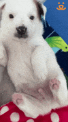 Dog Adopt GIF by Best Friends Animal Society