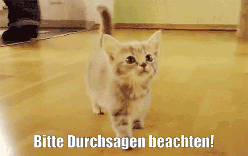 unsereoebb giphyupload cat katze oebb GIF