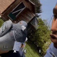 Pigeon Cv GIF