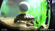 Pond Slider Turtle GIF