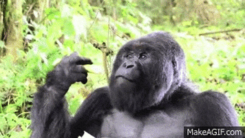 gorilla GIF